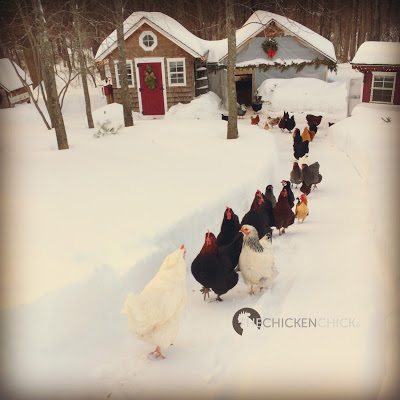 Winter and Your Backyard Chickens