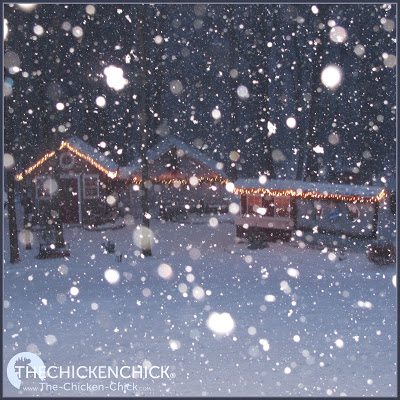The thought of surviving winter with chickens doesn't have to send chills up your spine. There are only two things that are critical to a backyard flock in cold temperatures: access to water and a dry coop. 