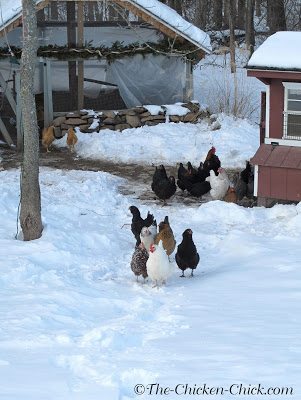 Chicken Coop Essentials: Providing Shelter from Extreme Temperatures