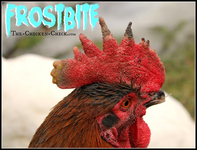While access to drinking water is essential, ironically, water is also the enemy of chickens in winter. Most breeds tolerate cold extremely well, but freezing temperatures inside the coop in addition to moisture is the recipe for frostbite.