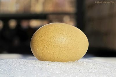 Collecting eggs frequently is the best way to avoid frozen eggs in very cold temperatures. Insulating the nest boxes can help with heat loss in between collections. Visit my blog article for a unique twist on keeping eggs from freezing here.