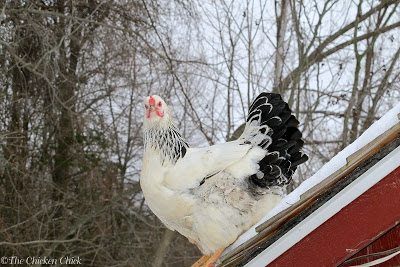 In inclement weather, chickens that cannot access areas they are accustomed to frequenting (either the run or pasture because they are snow-covered) will quickly get bored, which can lead to feather picking and cannibalism.