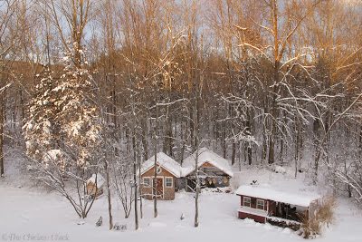 Surviving Winter with Chickens