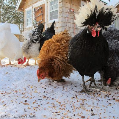 A chicken will eat more in the winter than any other time of year to fuel its internal furnace. Check feeders more frequently than usual. Don't stockpile feed because feed components lose their nutritional value as it sits. It can also get moldy or become rancid.