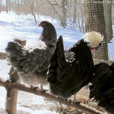Plan for power failure. If you do not have a generator to power a heat source to the coop during a blackout, do not heat the coop at all. Chickens have died and will die as a result of sudden drops in temperature from a power outage when the coop is heated.