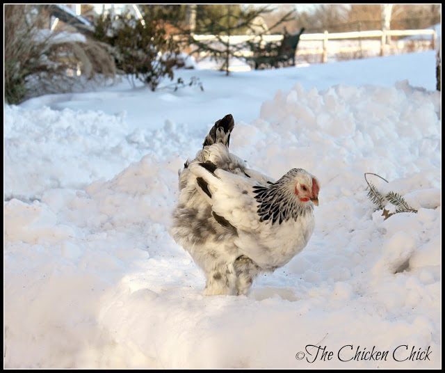 Most chickens dislike walking in snow, but will venture out into a clear or shoveled area. Some chickens will brave the snow voluntarily, but don't try to force, cajole, encourage or bribe them into going outside. Allow them the opportunity to wander out by leaving the door to a protected run open, but let them decide where they want to spend their time. 