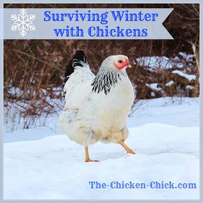  The thought of surviving winter with chickens don't have to send chills up your spine. There are really only two things that are critical to a backyard flock in cold temperatures: access to water and a dry coop. 