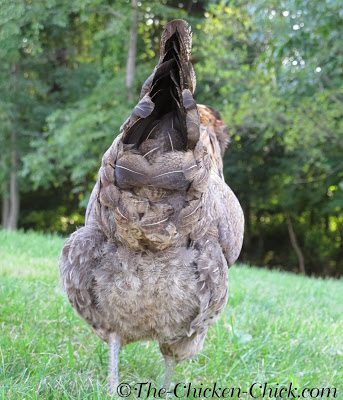 Chickens & Obesity, The Silent Killer | The Chicken Chick®