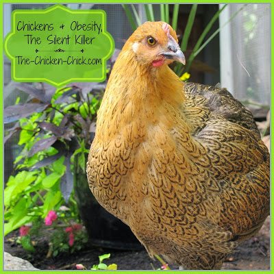 Chickens & Obesity, The Silent Killer | The Chicken Chick®