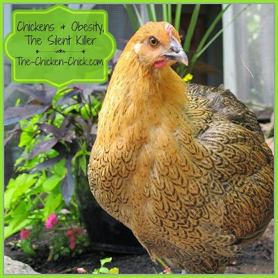 Surviving Winter with Chickens