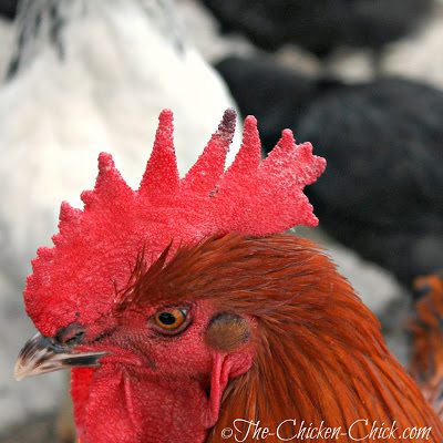  move a frostbitten chicken to a warmer location upon discovery of a severe case of exposure where the tissue is black or large areas of tissue are affected to stop any further cold injury from progressing.