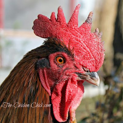  This is a mild case of frostbite to the comb and wattles that occurred when temperatures were in the teens one day and the wind chill brought the temps to below zero. The roosters insist on patrolling the perimeter of the coops, which puts them at high risk for frostbite with their large combs and wattles. 