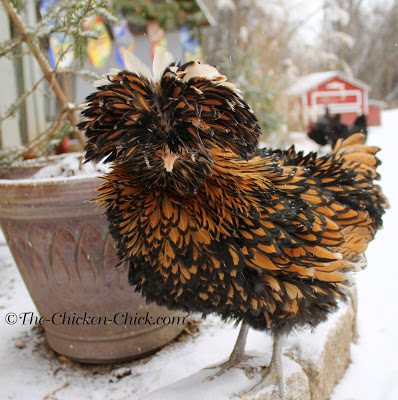  Ally McBeak is a Tolbunt Polish Frizzle and while Frizzles are not typically thought of as cold-hardy, she does brilliantly in the cold since her comb and wattles are protected by feathers. 