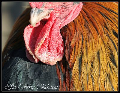  Roosters and breeds with single combs are at the greatest risk of frostbite due to their more prominent combs and wattles. Frostbite to feet is an equal-opportunity affliction.