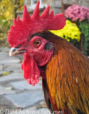  In cold weather, chickens are able to conserve body heat by restricting blood-flow to their combs, wattles and feet, the very parts of the body that give off excess heat in warm weather. The result is a decrease in warmth and oxygen to those extremities, which puts them at risk for frostbite. 