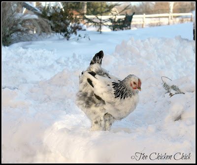  Roosters and breeds with single combs are at the greatest risk of frostbite due to their more prominent combs and wattles. Frostbite to feet is an equal-opportunity affliction.
