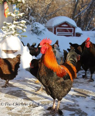  In cold weather, chickens are able to conserve body heat by restricting blood-flow to their combs, wattles and feet, the very parts of the body that give off excess heat in warm weather. The result is a decrease in warmth and oxygen to those extremities, which puts them at risk for frostbite. 