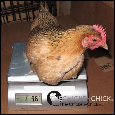 Weigh hens regularly. If they are losing weight, there is a problem that must be ferreted out and if they are gaining weight, they are being over-fed.