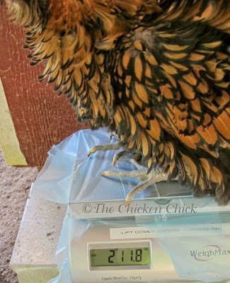 Fully grown hens should maintain a consistent weight. Changes in weight in a mature hen are a sign of a problem. Weigh hens regularly. If they are losing weight, there is a problem that must be ferreted out and if they are gaining weight, they are being over-fed.