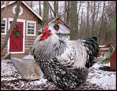 Silver Laced Wyandotte, a cold hardy breed.