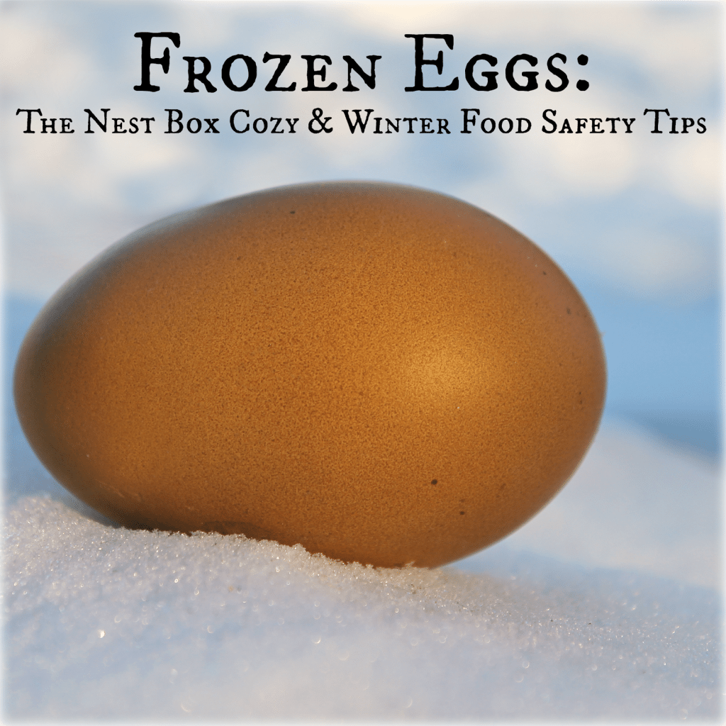 FROZEN EGGS: The Nest Box Cozy & Winter Food Safety Tips