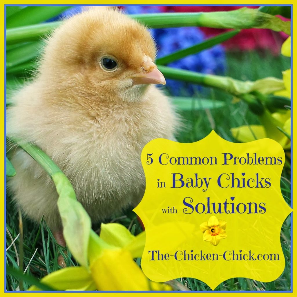  Have your ChickenFirst Aid Kit stocked and ready for action before baby chicks arrive. The five most common problems in baby chicks are all easily treated.