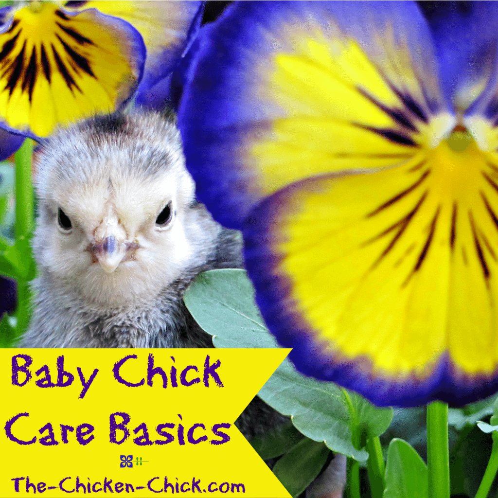Most other ailments and afflictions that can befall baby chicks such as respiratory illnesses and Marek's disease usually don't, so don't worry unnecessarily about them. Keeping a clean brooder and clean water both go a long way towards keeping baby chicks healthy and happy. 