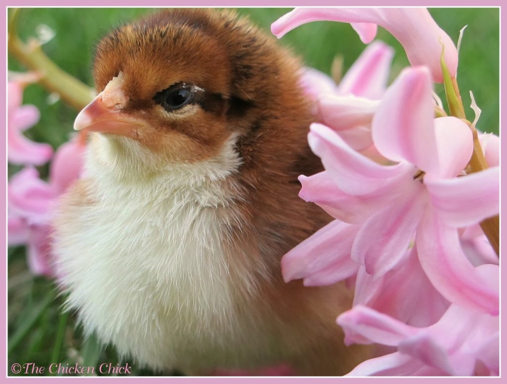 One of the last things a chick does prior to hatch is absorb the egg yolk into its body through its belly button. The yolk is Mother Nature's protein drink- it nourishes a chick for 2-3 days after absorption. The reason this is important in nature is because a clutch of eggs can take several days to hatch and the first chicks to hatch must sustain themselves until the hen is ready to venture out with them to find food. It is possible to ship baby chicks through the mail due to the nutrition provided by the yolk, however, chicks can still arrive at their destination dehydrated for various reasons.