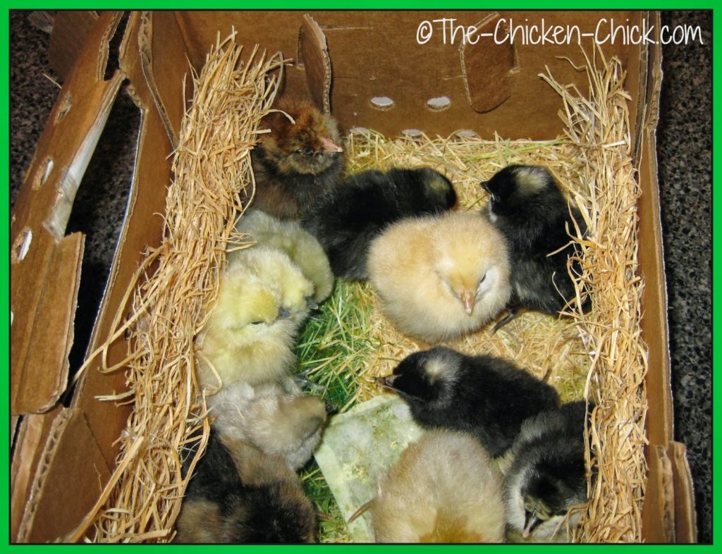 These were my first chicks moments after I picked them up at the post office.