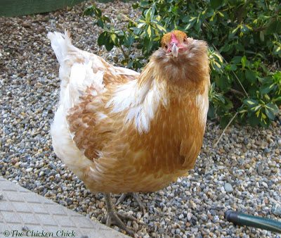 This is an Easter Egger, which is a hybrid mix obtained from crossing a blue egg-laying breed with a brown egg-laying breed. While Esther produced a blue-green egg, Easter Eggers can lay a wide variety of colors from light brown to blue, olive green and everything in between.