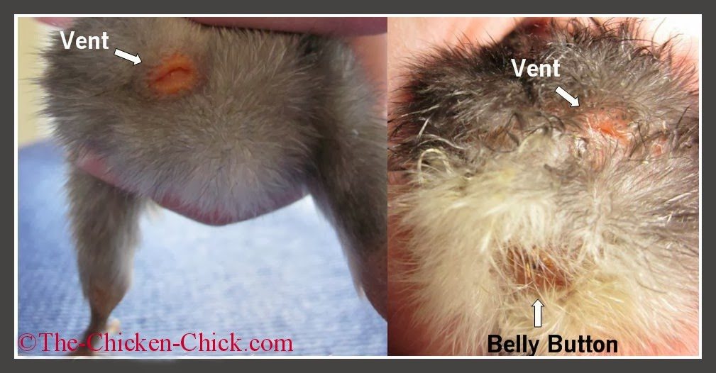 Pasty butt, aka:pasted vent or pasting-up is a condition where loose droppings stick to the down surrounding a chick's vent. Pasty butt can be caused by stress from shipping, being overheated, too cold or from something they have eaten. The vent should not be confused with the chick's belly button. The vent is the area on a chick where droppings and eggs exit the body. The belly button is not the same as the vent. Day old chicks may have their belly button area crusted over a bit and this scab should NOT be removed as it is a remnant of hatching, which will dry up and fall off on its own. Pulling it off can harm the chick, risk infection and even cause disembowelment. When droppings build up and form a blockage around a chick's vent, chicks can die if it is not removed. 