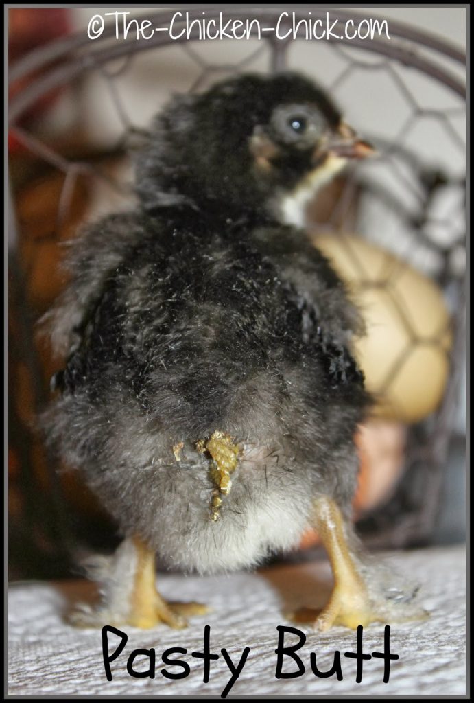 All chicks should be checked for pasty butt upon arrival. If droppings are caked onto the vent area, they can be loosened with warm water on a damp washcloth or paper towel and gently removed. Extra care not to pull the droppings or down because the skin around the vent can tear. After cleaning and drying the vent area, the application of petroleum jelly or triple antibiotic ointment can prevent the droppings from sticking to the down. Olive oil is not recommended as it can become rancid.