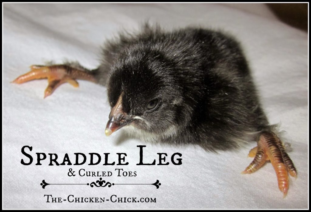 Spraddle leg, also known as splay leg or splayed leg is a deformity of the legs, characterized by feet pointing to the side, instead of forward. Spraddle leg makes walking difficult, if not impossible and can be permanent if left uncorrected. One cause of spraddle leg is slick floors that result in chicks losing their footing. The legs twist out from the hip and remain in that position unless corrected. Other causes are: temperature fluctuations during incubation; a difficult hatch that makes legs weak; a leg or foot injury; brooder overcrowding; or a vitamin deficiency. Chicks arriving with spraddle leg will be obvious and should be treated immediately. The sooner it's addressed, the sooner the bones can heal in the proper position.