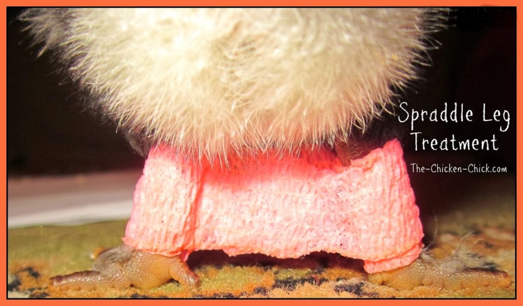 Some causes of spraddle leg cannot be avoided, but some can. One way to prevent spraddle leg is to avoid using newspaper or other slick surfaces for brooder bedding. Upon discovery, the legs should be hobbled (bound together in a particular way) and physical therapy provided until the chick can stand on its own.
