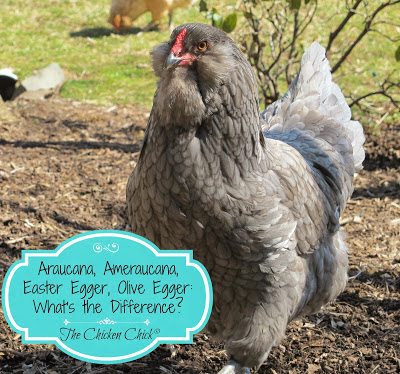 This is a Blue Ameraucana- she produces beautiful blue eggs. Shop carefully for this purebred chicken as many breeders and hatcheries mis-label hybrid chickens as purebreds.