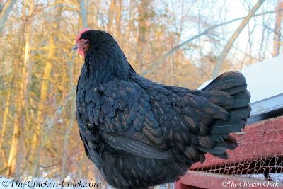 Black Copper Marans. This breed is capable of laying dark chocolate brown eggs