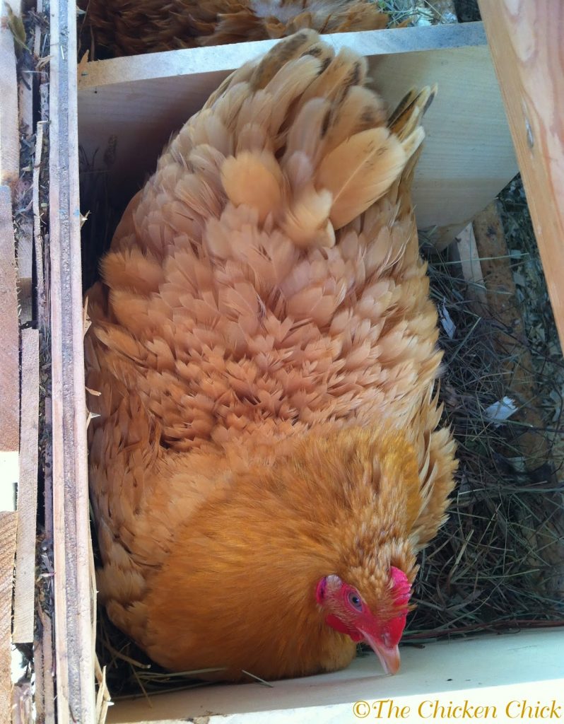 DON’T allow a broody hen to sit on a nest for the purpose of keeping eggs warm in extremely cold temperatures.