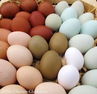 The rate of egg production can also be generalized by breed. Some breeds are known for being prolific egg layers, producing 4 or more eggs per week, (Plymouth Rocks, Wyandottes, Hamburgs) while others lay less frequently (eg: Silkies and Seabrights). 