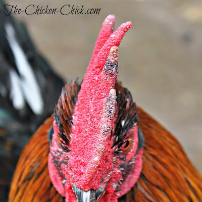 Minor frostbite on the comb of this Black Copper Marans rooster. 