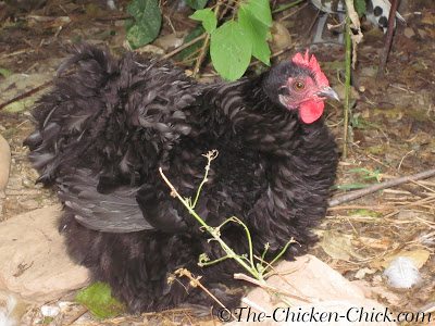 Monica, a Black Cochin Frizzle, is a breed known for being broody.