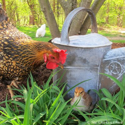 The hen on the left is a Golden Laced Wyandotte