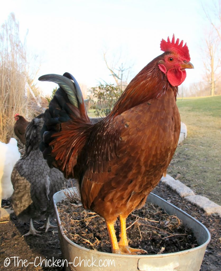 Spartacus is a cross between a Red Sex Link pullet and a Serama cockerel
