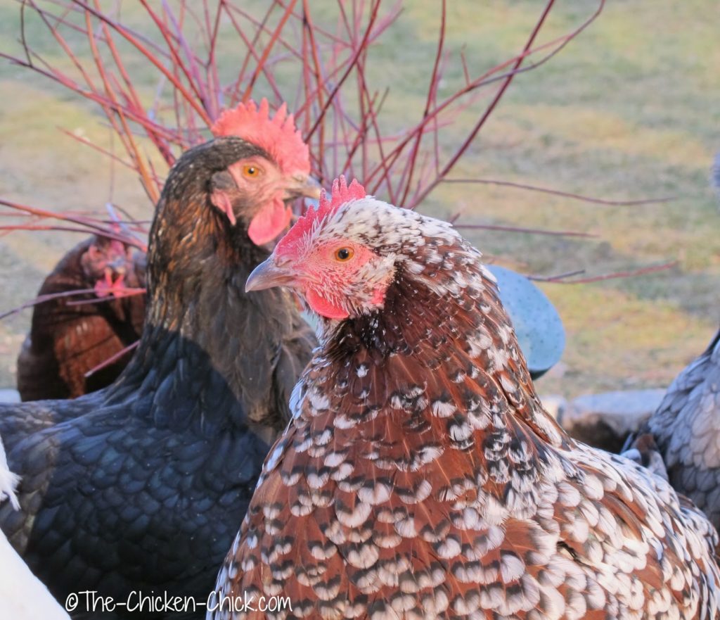 Speckled Sussex and Black Copper Marans hens