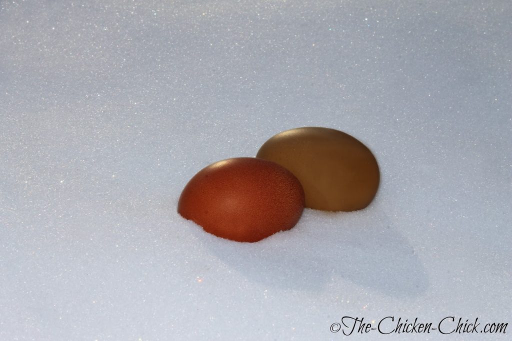 Black Copper Marans egg and Olive Egger egg in the snow