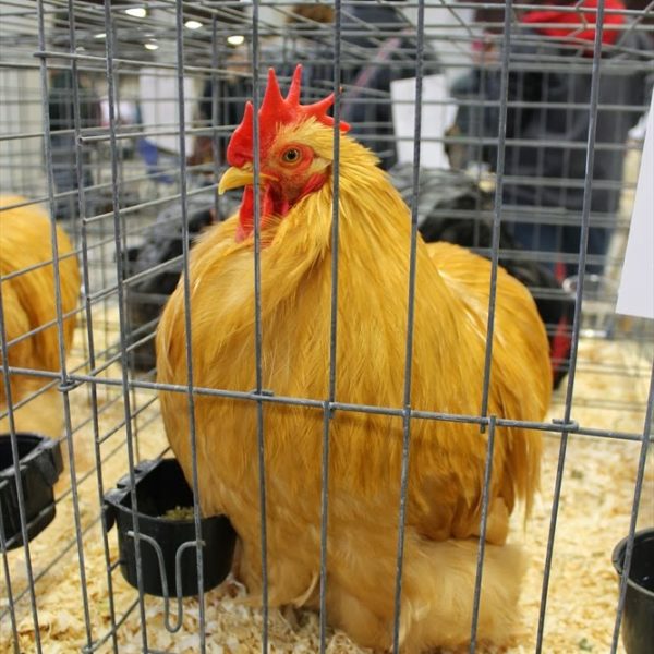 northeasternpoultrycongress144bantamredcochincockerelfeather