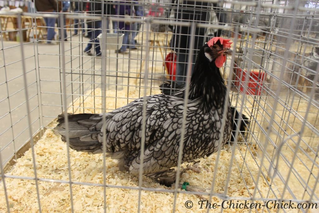 Virtual Poultry Show, A Day at the Northeastern Poultry Congress