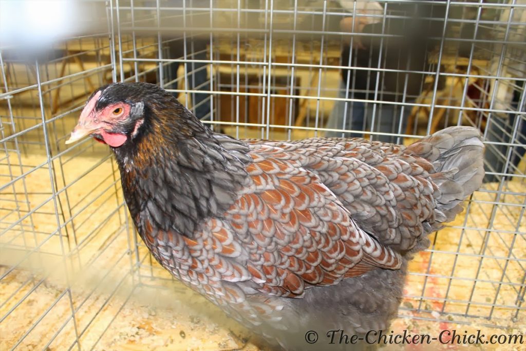 Blue Laced Red Wyandotte hen