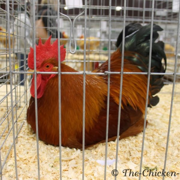 northeasternpoultrycongress232bantamgoldenspangledhamburgpullet