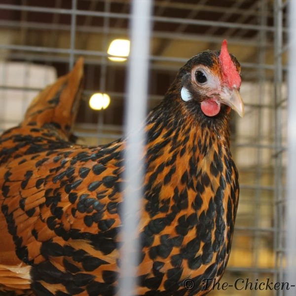 northeasternpoultrycongress235bantamgoldenspangledhamburgpullet