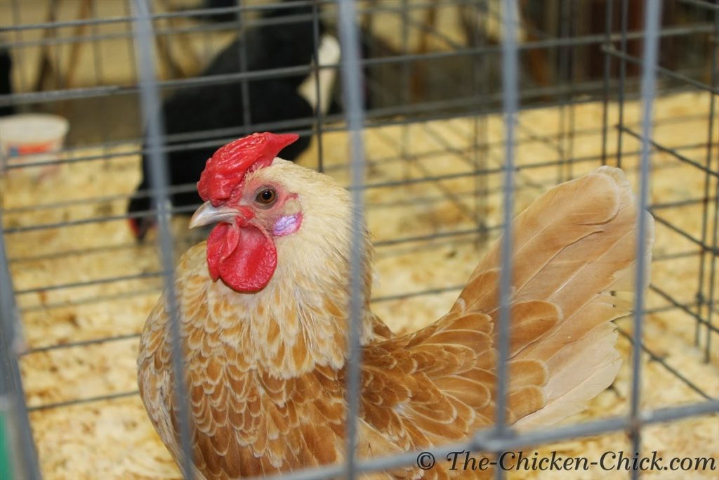 Bantam Buff Sebright cockerel